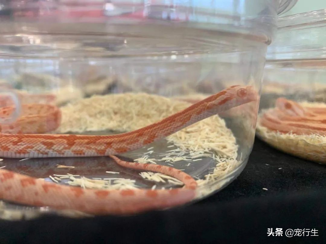 2020CIPS宠物展于广州开展，一大波萌物正在靠近