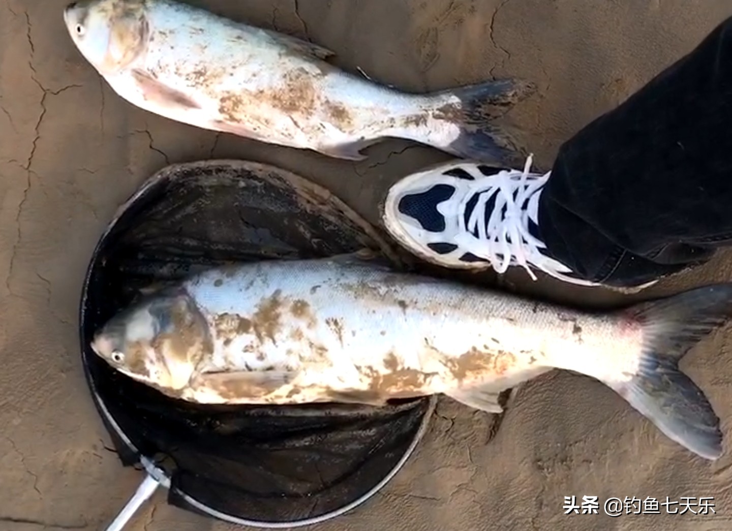 冬钓野河没口,冬季浅水野塘钓鲫鱼没有口