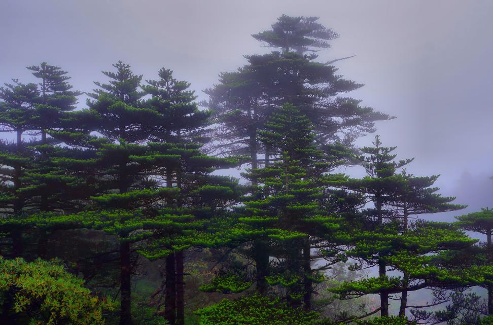 绿竹猗猗,有匪君子?为何古人喜爱用竹、松比喻人的高贵品格