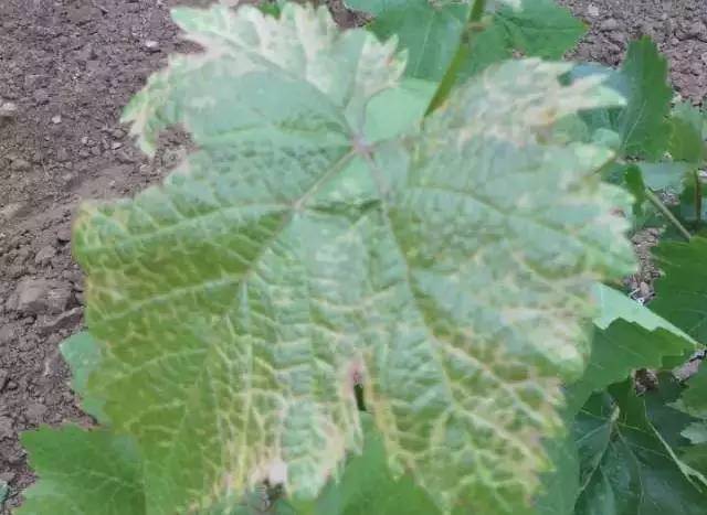 葡萄采摘后叶片快速黄化的办法,葡萄小苗叶片黄化不长怎么回事