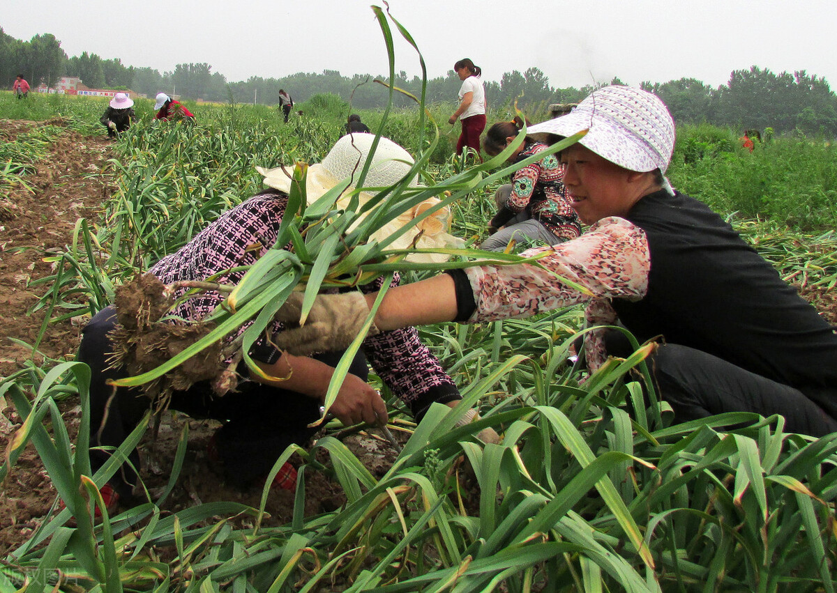 大蒜最佳采摘时间,大蒜最容易的采收法