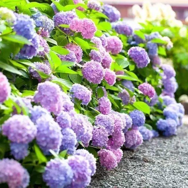 院子里可以种的爬藤花卉都有什么,10种爬藤花卉