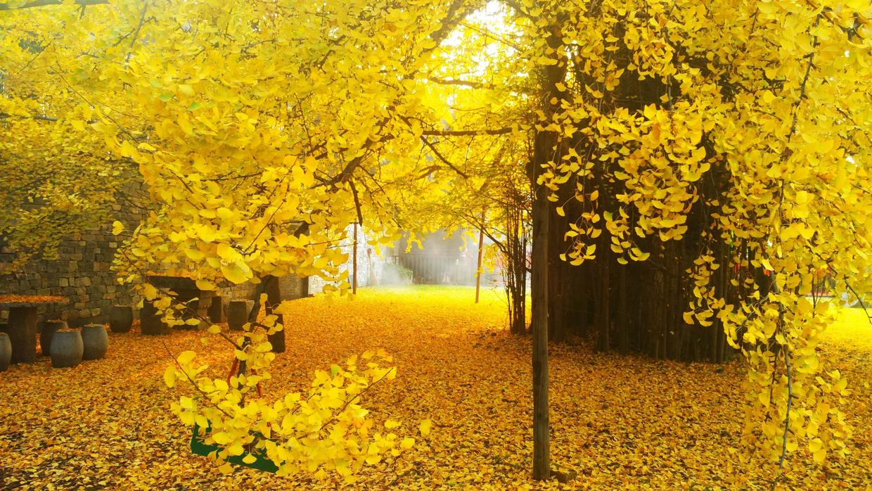 路边的树叶不要捡,银杏树在乡村两旁可以摘吗