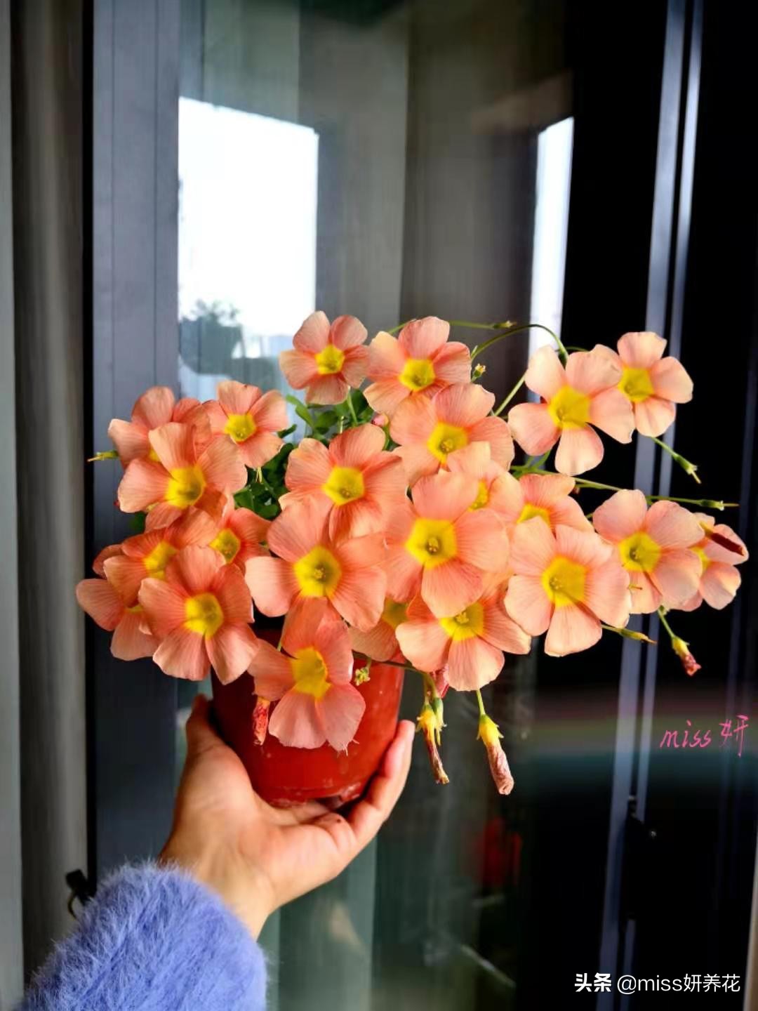 酢浆草种球品种图鉴大全,酢浆草种球品种图鉴