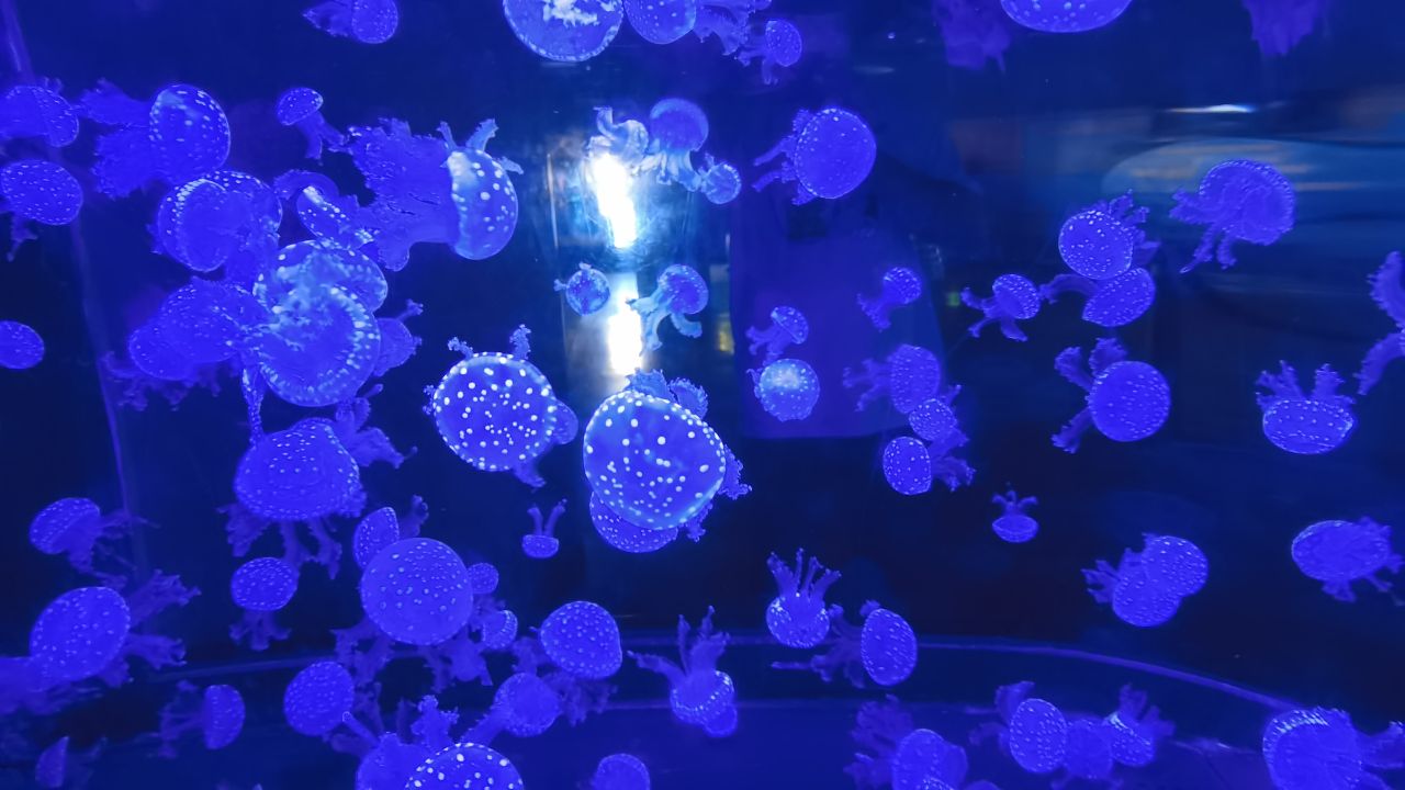 威海和厦门哪个海干净,威海的海干净美丽