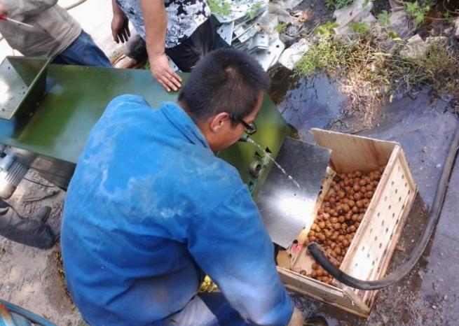 青核桃怎么去皮最快最好方法视频,青核桃如何去皮