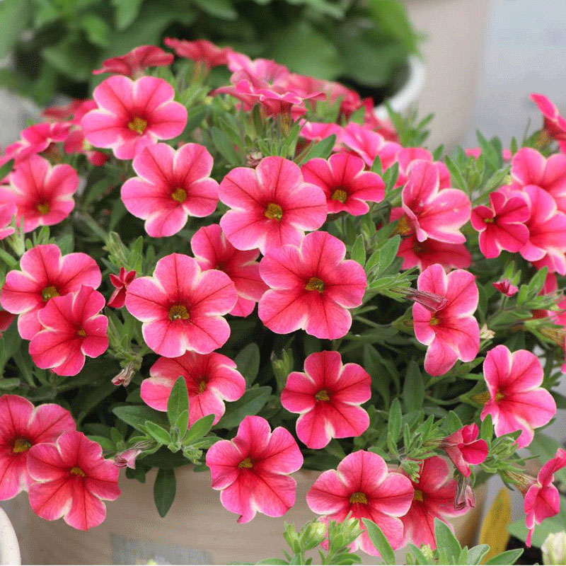 百万小铃花期怎么养护,百万小铃度夏养护方法