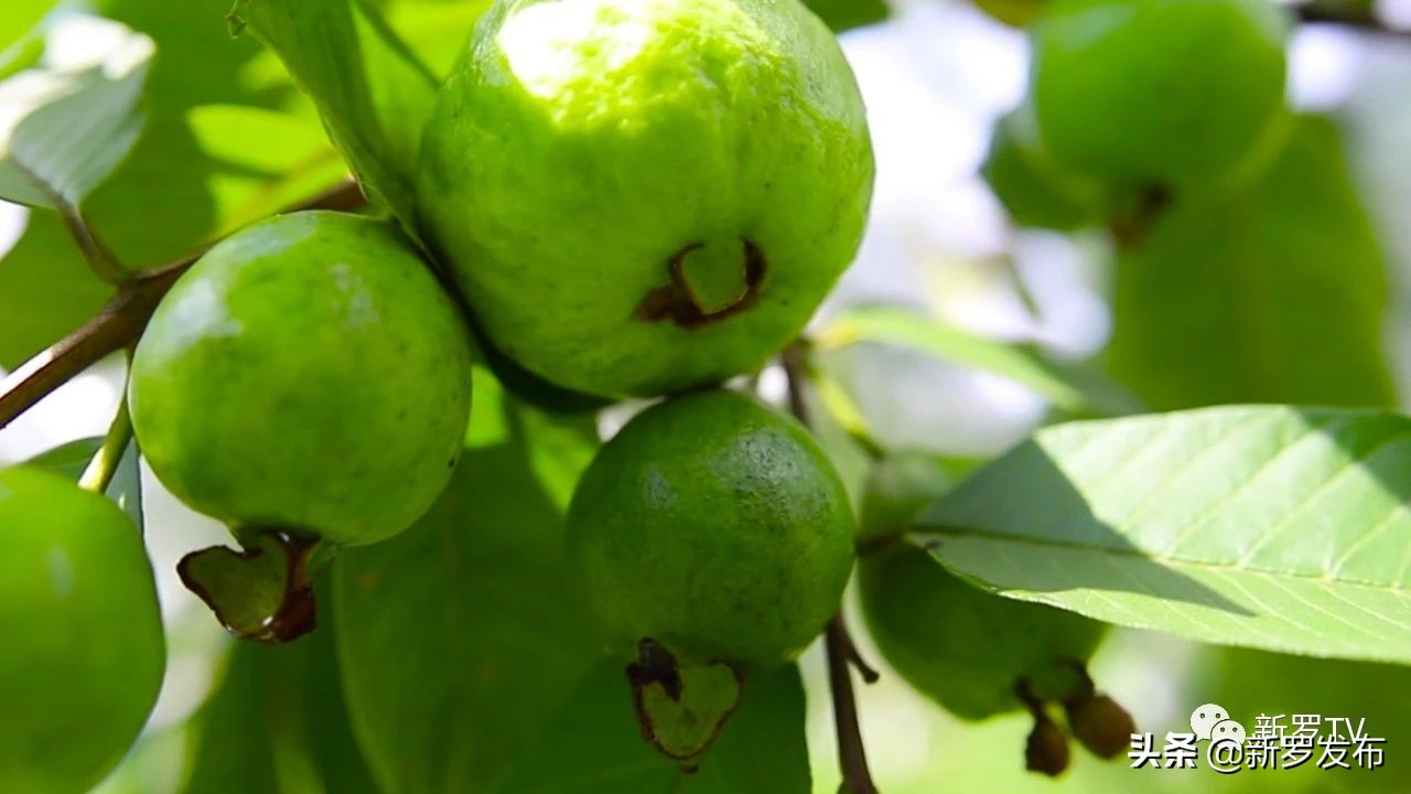 食尚岩味：红心芭乐