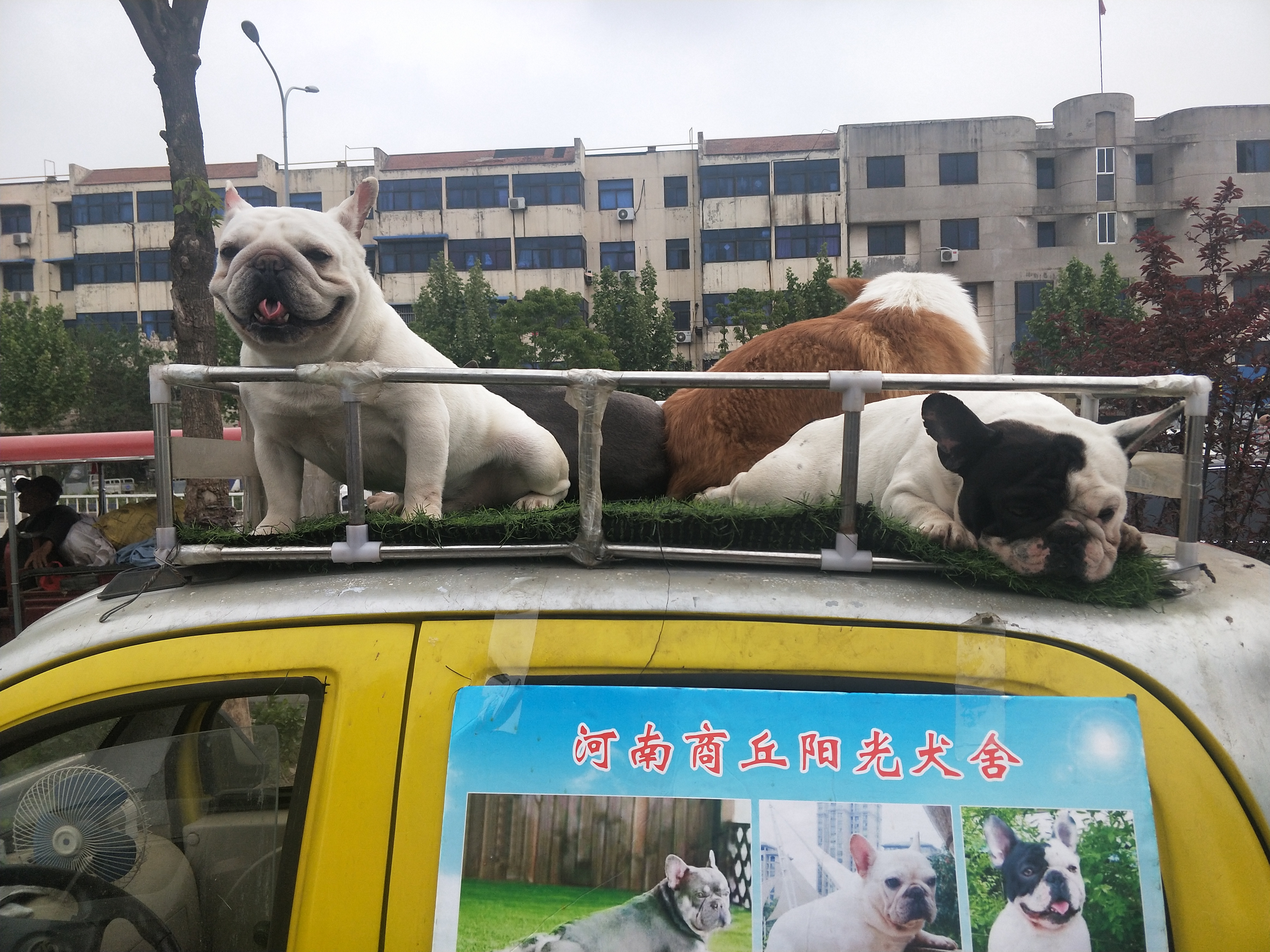 商丘宠物交易市场宠物兔,逛东北宠物交易市场