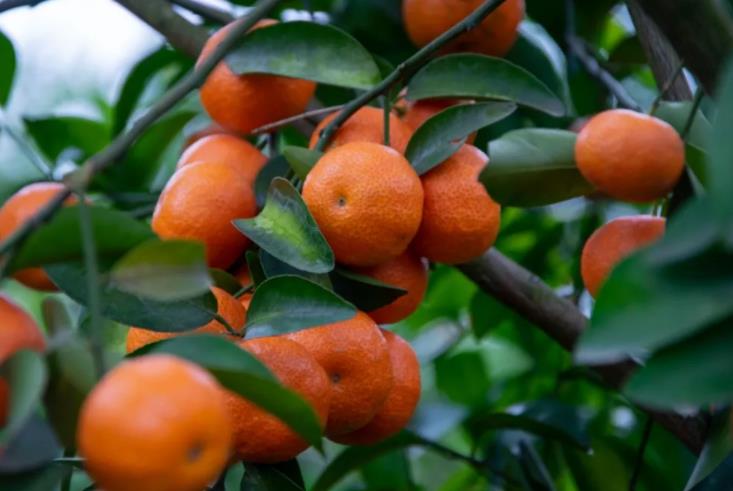柑橘增甜的五种方法,柑橘转色原理及增甜办法