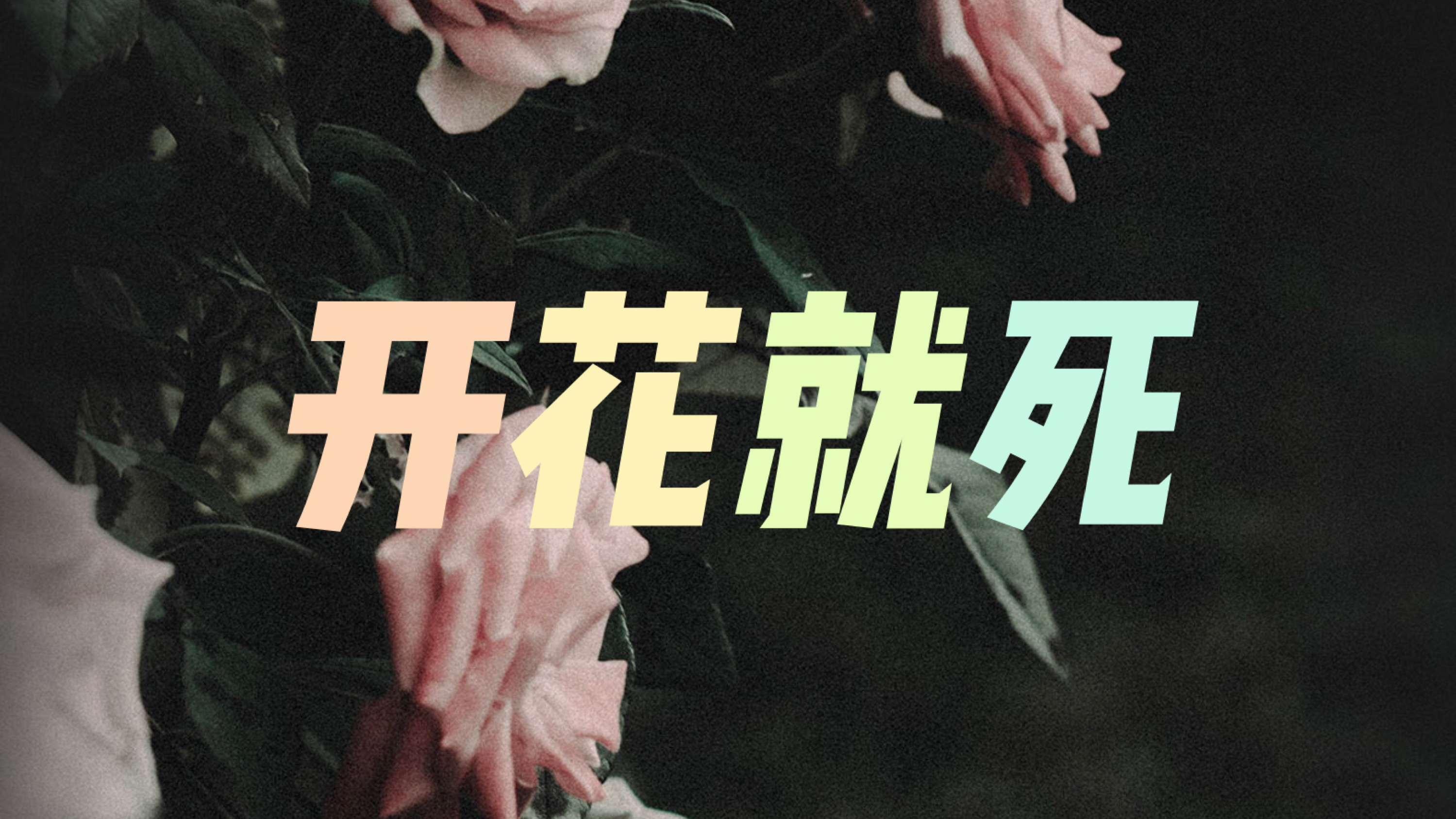 多肉开的花干了怎么救,多肉开完花要死怎么办