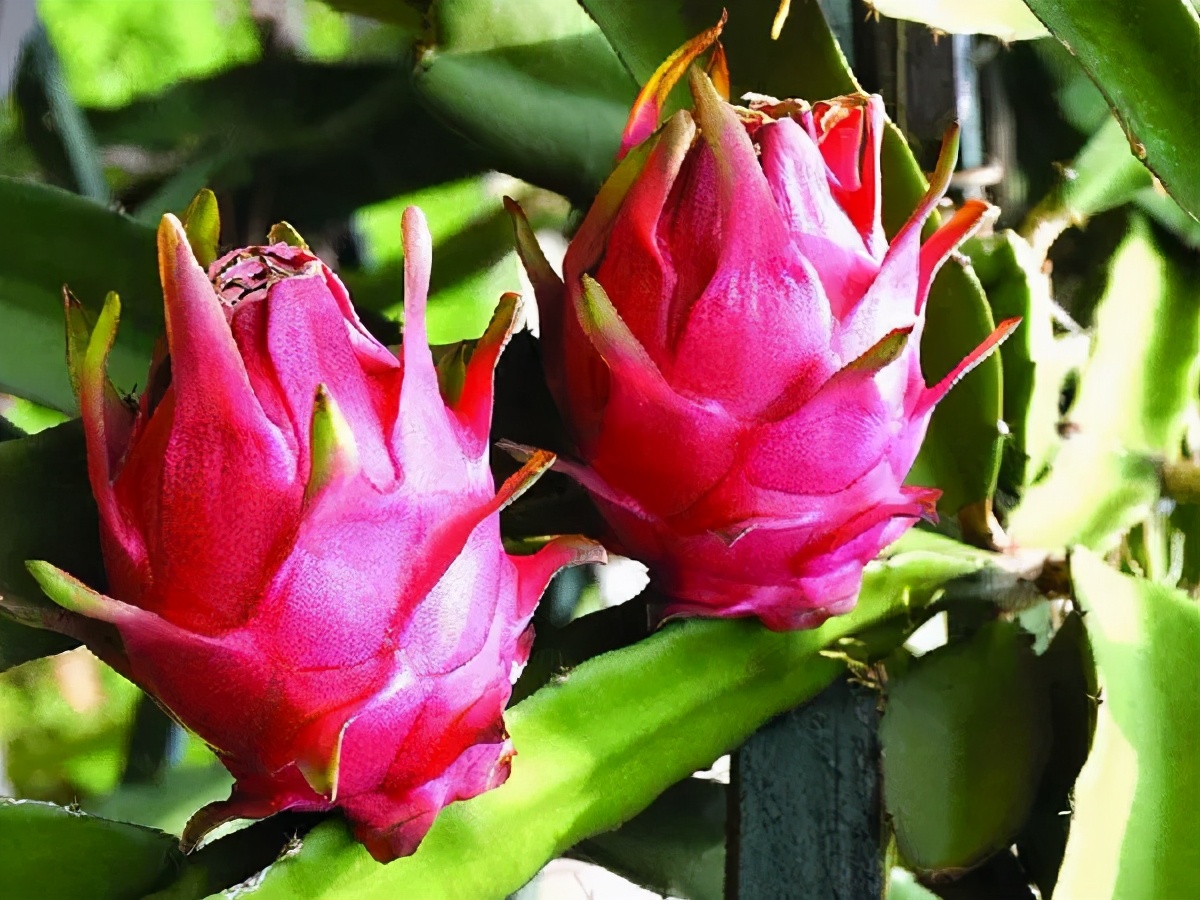 今日小满，遇见初夏！这个季节海南有哪些水果可以吃到爽？