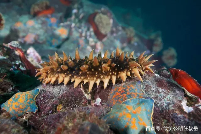 山东威海的特产海参,海参被称为什么之王