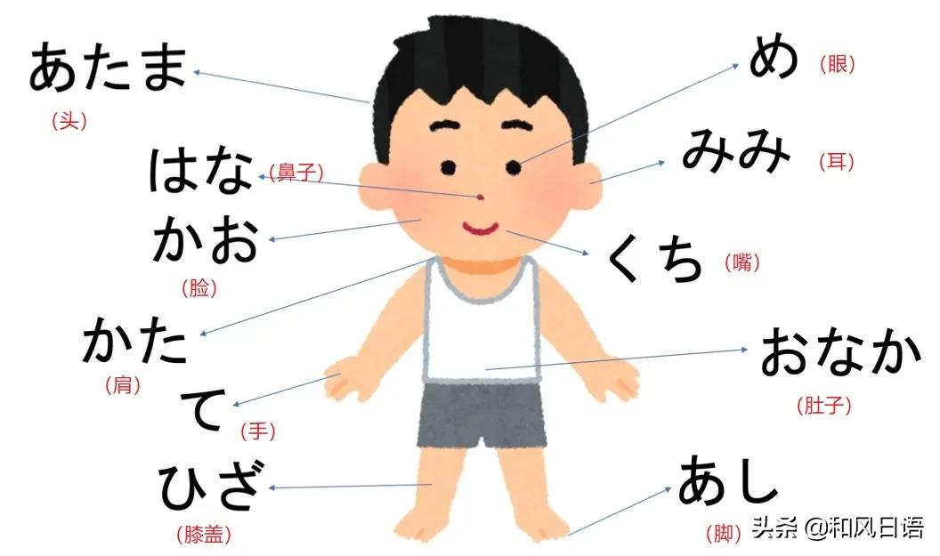 日语身体部位读法,日语身体部位常用单词