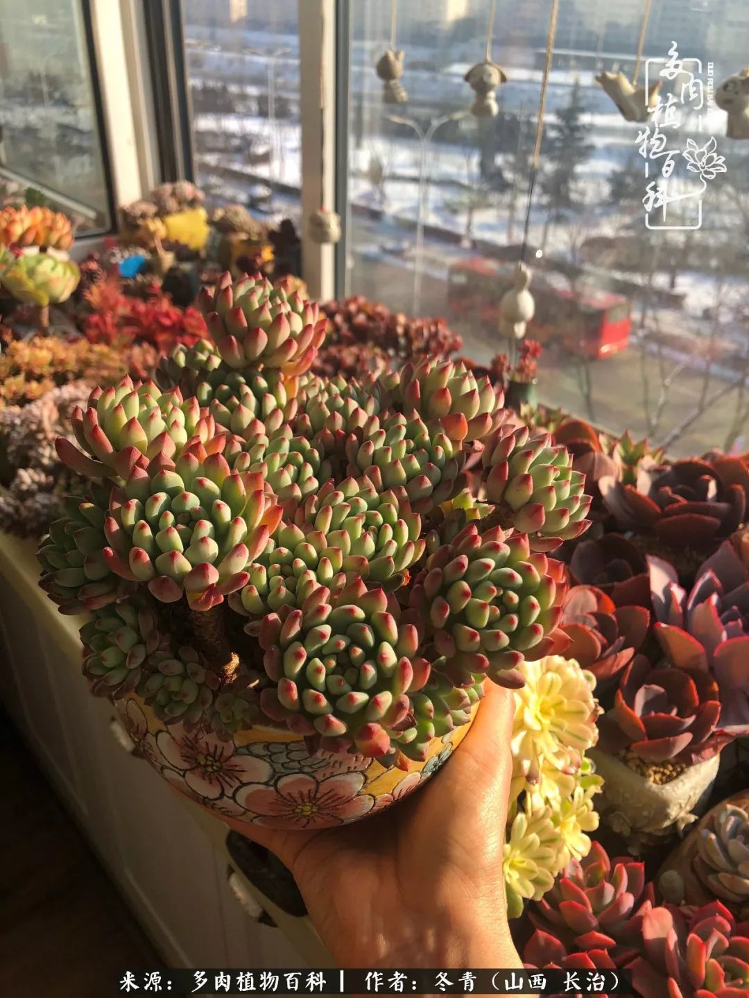 新手养多肉知道这4点打好基础,阳台上养多肉的正确方法