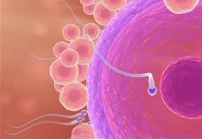 精子卵子不结合时发生了什么,为什么有的精子无法与卵子结合