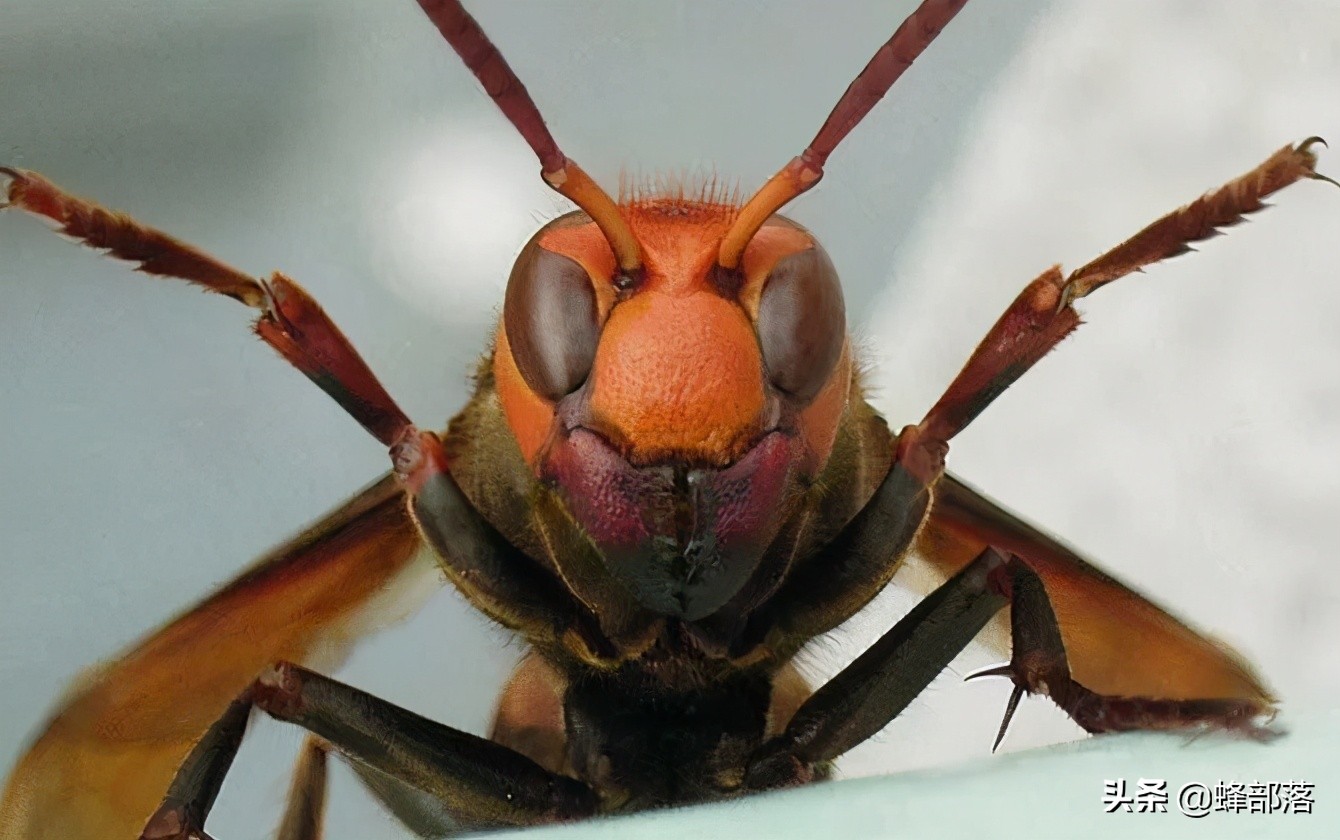 山海经毒蜂钦原,山海经里面的钦原