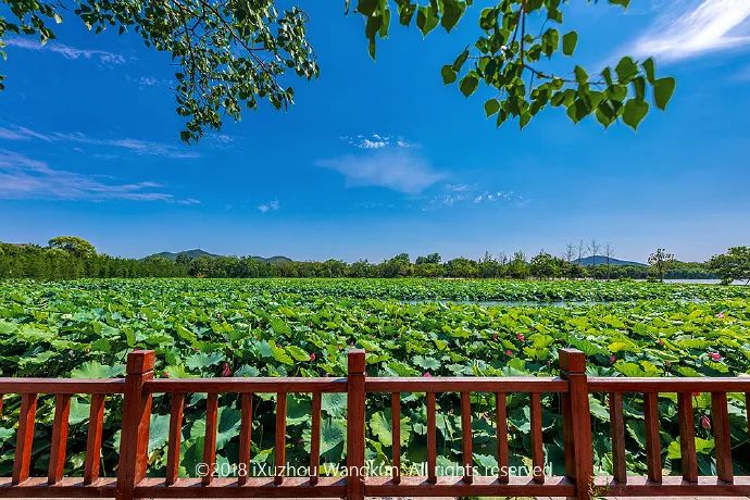 徐州荷花欣赏景区,徐州云龙湖赏荷花