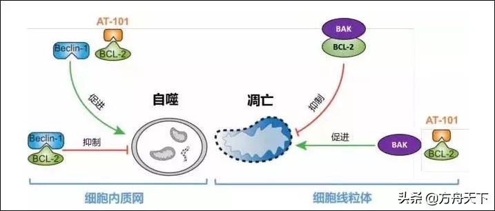钟丽缇糖尿病,钟丽缇断食排毒