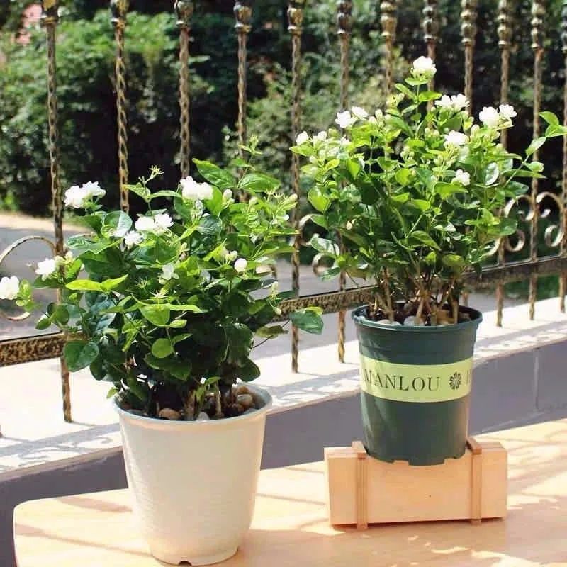 养花人最值得养的十二种花，一种花一种风华，你家养了几种？