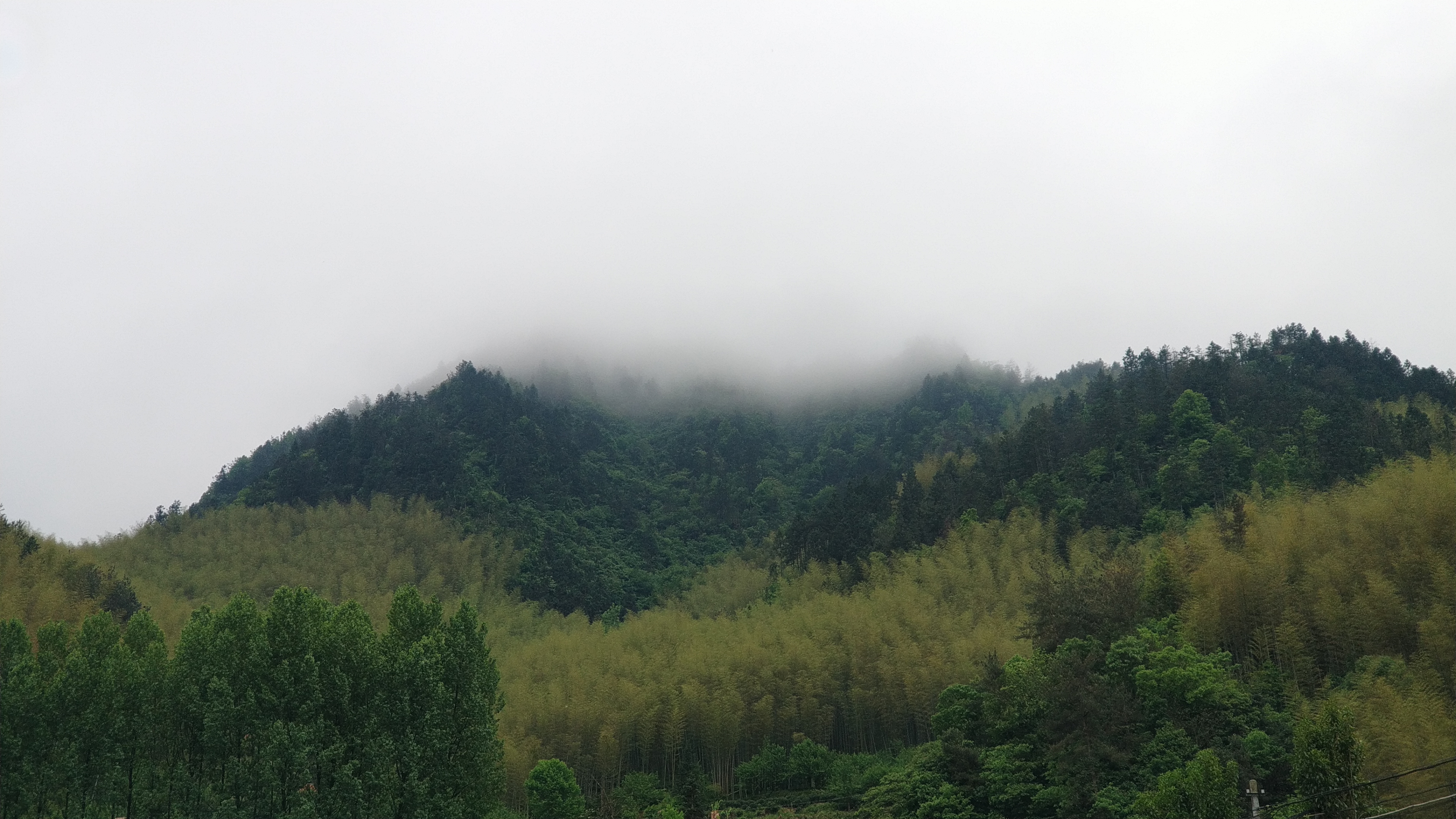 曾经卖到30元一根的毛竹缘何成了山里人最头疼的植物