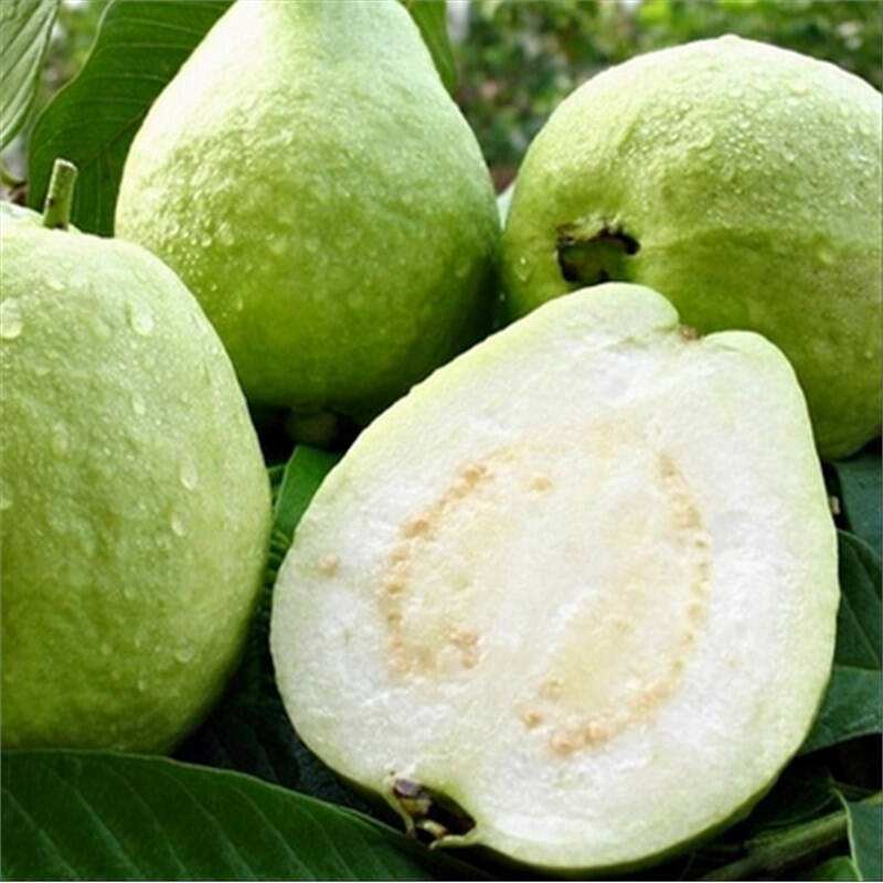 桃金娘科蒲桃属植物葡桃,桃金娘目千屈菜科植物