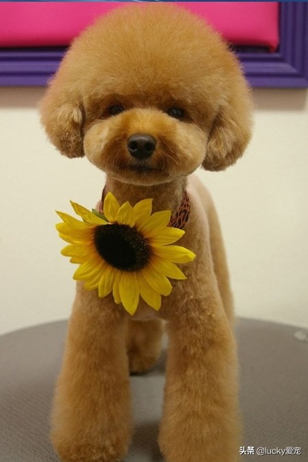 如何选购正宗泰迪犬,怎么买泰迪犬