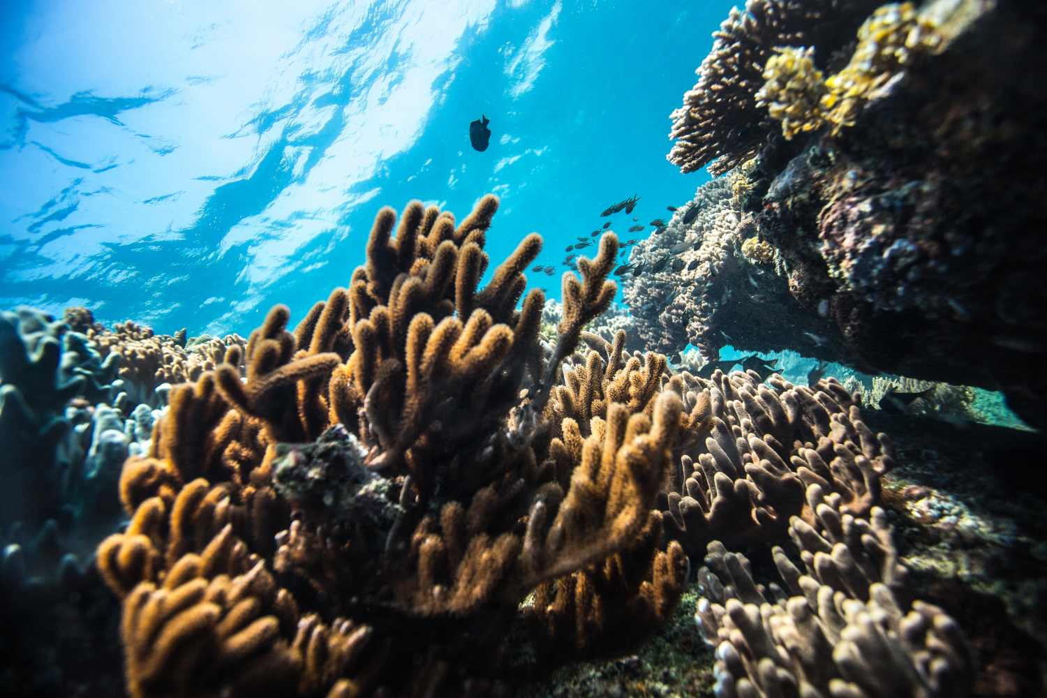 去三亚潜水哪个湾最好,三亚旅游潜水攻略自由行
