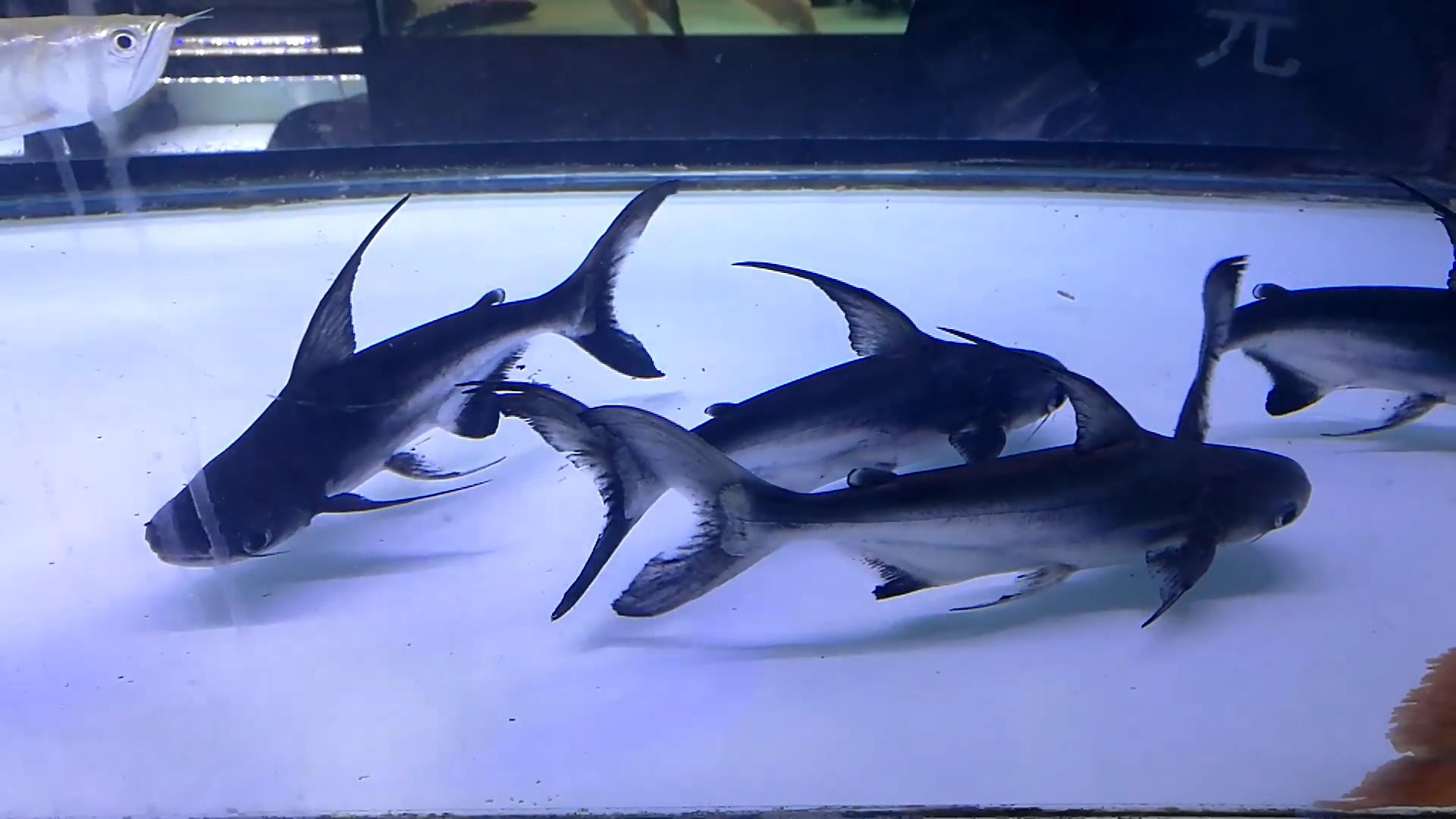 怎么让鱼缸大量爆绿藻而不是褐藻,鱼缸褐藻彻底清除的有效方法