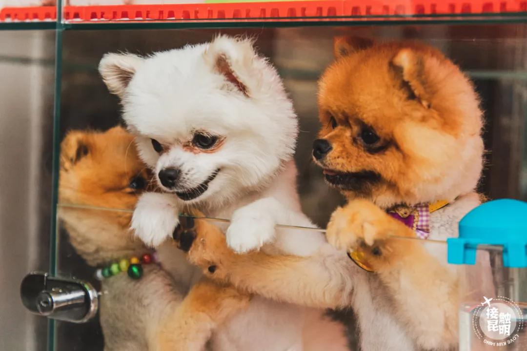 逛逛园博花鸟市场,园博花鸟市场攻略