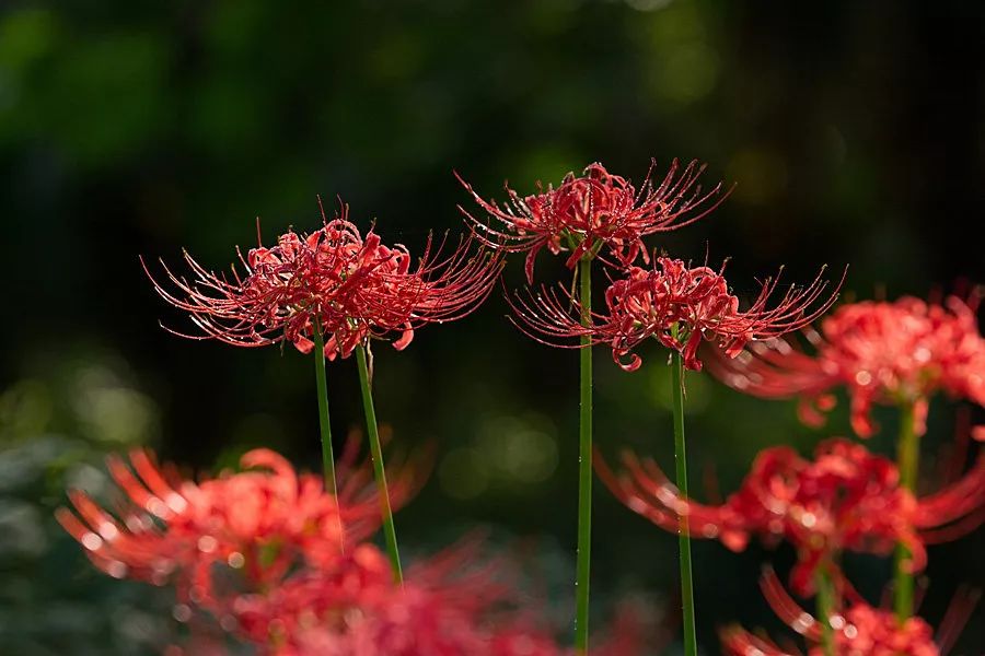 灵魂摆渡曼珠沙华的结局,灵魂摆渡的旁白曼珠沙华