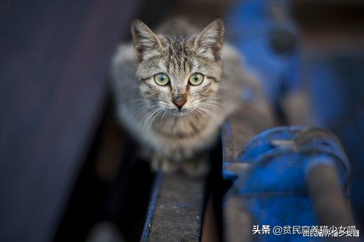 铲屎官发现俩猫咪,猫咪铲屎除臭最有效的方法