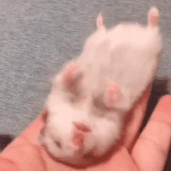 摸仓鼠时仓鼠老是反抗,仓鼠一摸它就昏昏欲睡