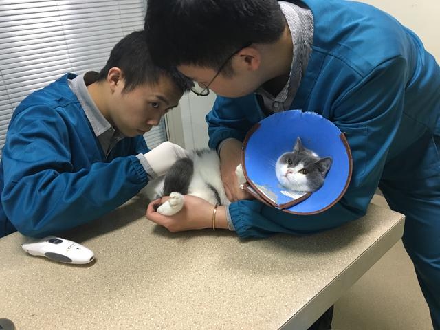 猫癣反反复复好不了怎么办,猫癣一直反反复复怎么办