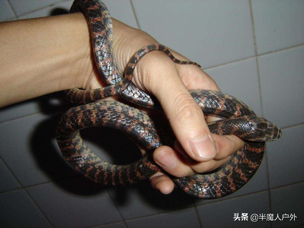 野外生存的知识有哪些,农村常见的蛇类你都认识吗