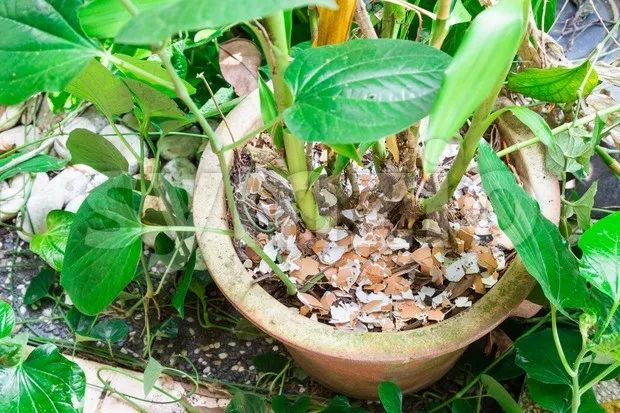 1个洋葱丢盆里,花朵砰砰开,一下能变2个头,省钱了!