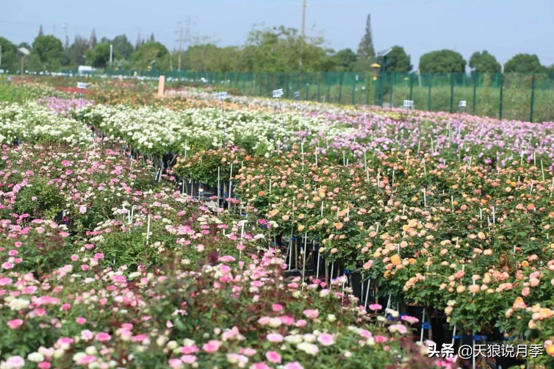 天狼月季起源,天狼月季是做什么的