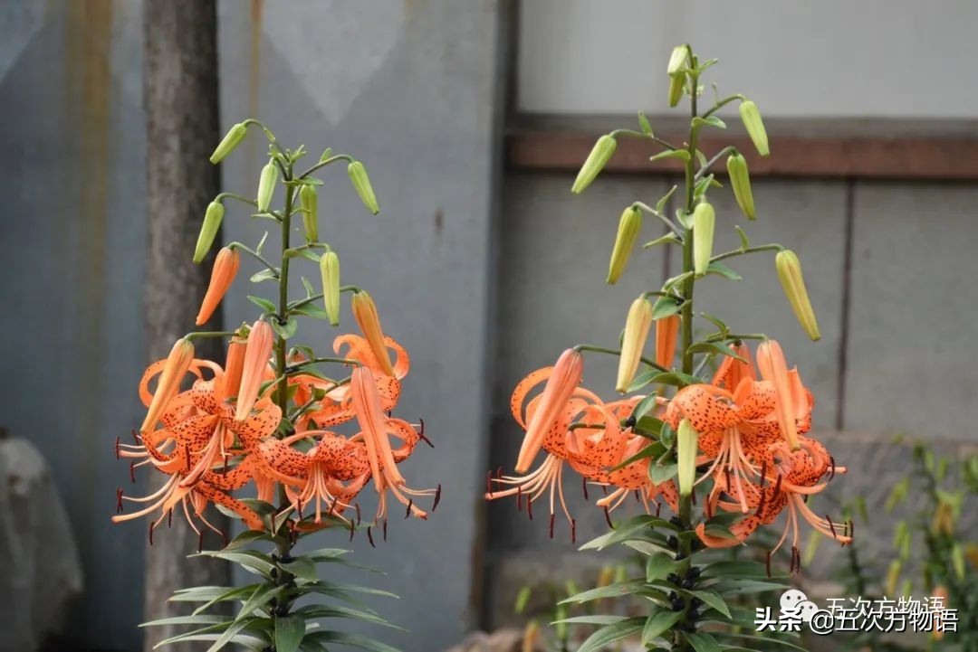 漫谈起源于中国的蔬菜