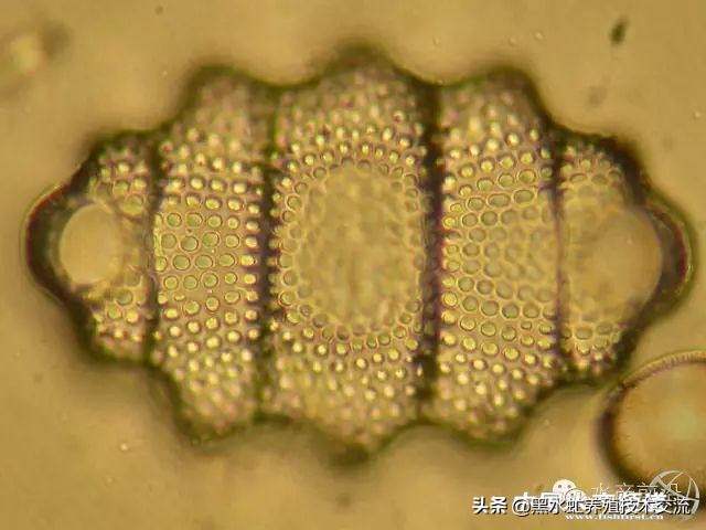 水产藻类大全图片,水产藻类知识大全
