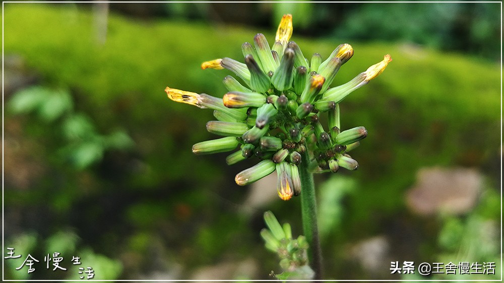 互联网“4.11”猜想：假如“维基解密”遇上了“视觉中国”……