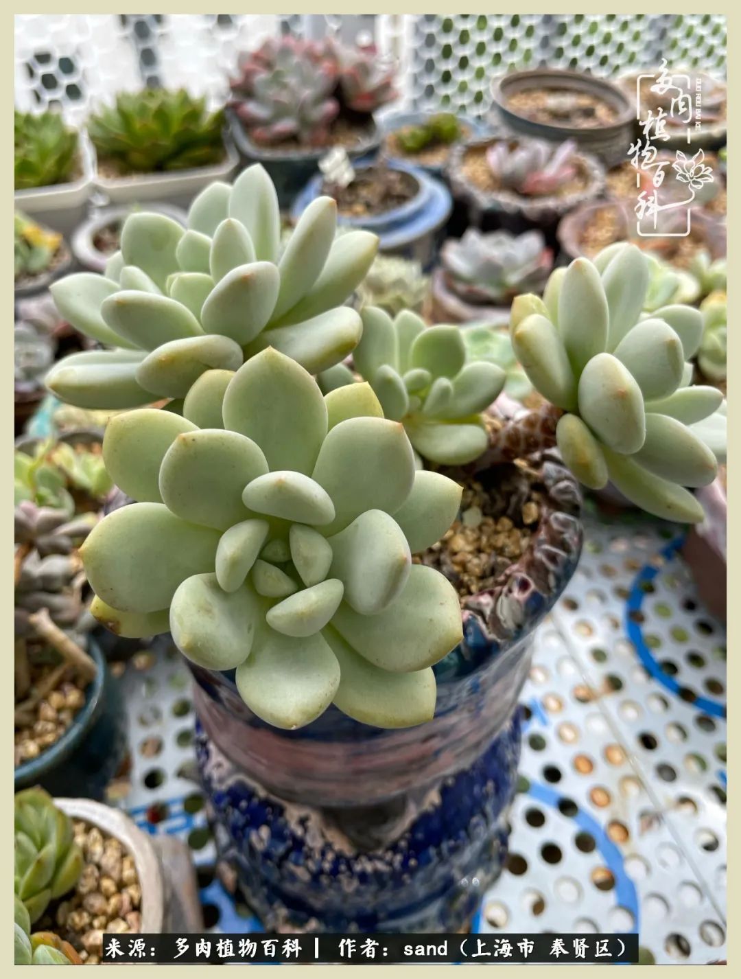 多肉怎么度过三伏天,多肉在三伏天怎么度夏