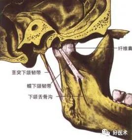 90条韧带的精细解剖、起止点及分布走形，收藏走起