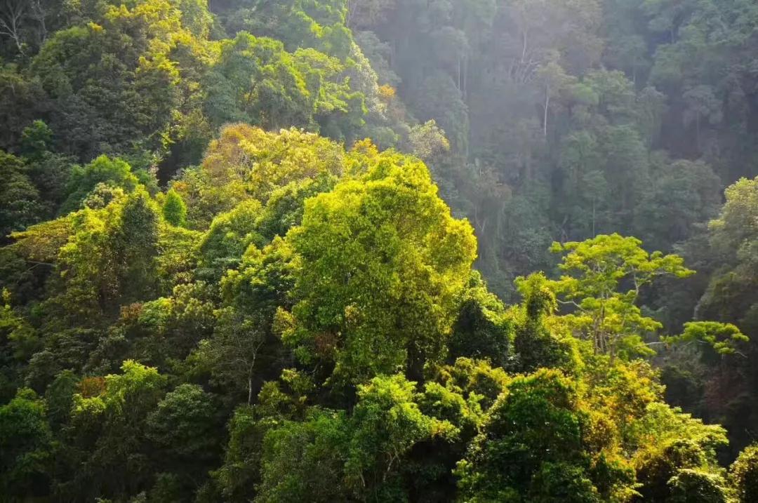 什么样的普洱茶口感算是好茶,普洱茶文化与品茶知识