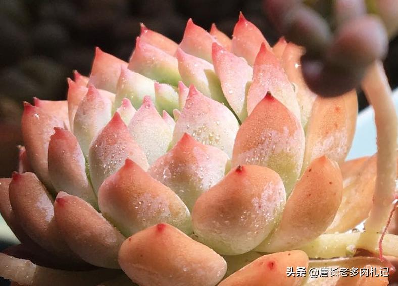 粉蔓多肉状态图,粉蔓多肉全状态