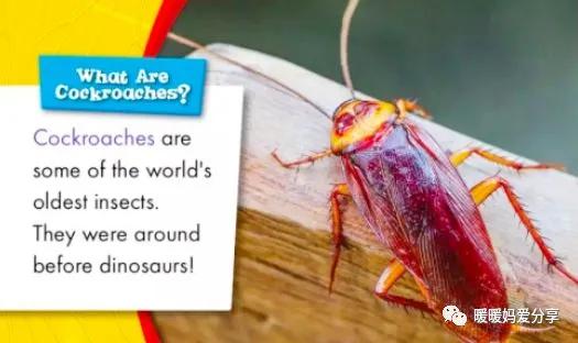 英语原版书阅读启蒙书目推荐,英文原版书对学英语有用吗