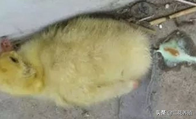 小鹅拉白粪喂什么药？鹅拉白色粪便怎么办？教你一招快速解决