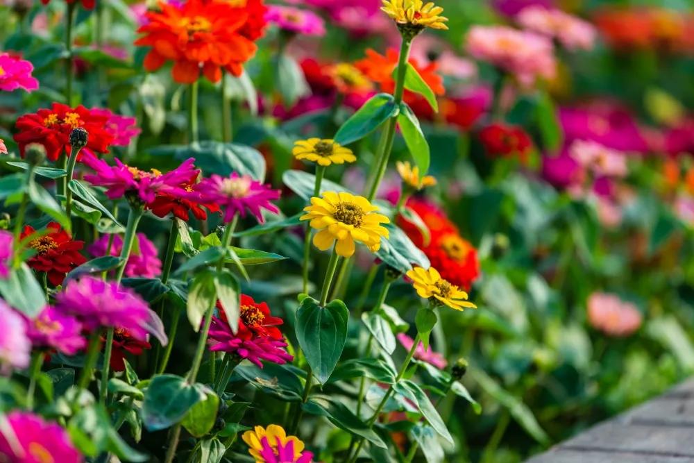 广州公园大片花海,广州哪个地铁站附近有花海