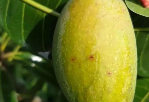 芒果幼果期出新梢怎么办,芒果挂果外皮有黑斑是什么原因