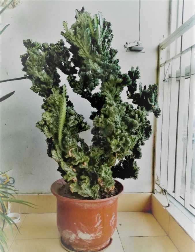 13种有毒的盆栽花卉有哪些,十种有毒的花卉有哪些