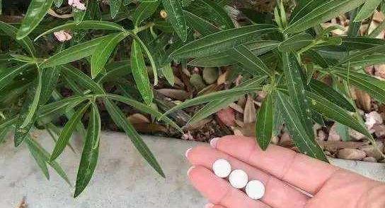 现在的化肥可以直接兑水浇花吗,记住养花四种水从此不用再施肥